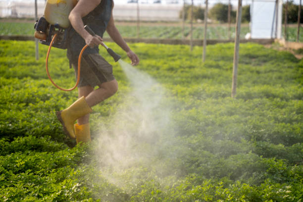 Wasp Removal Services in Lavaca, AR