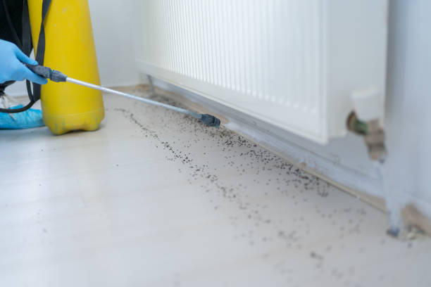 Best Insect Control  in Lavaca, AR
